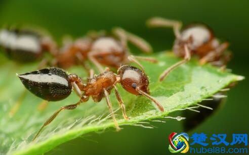  自制灭蚂蚁的方法（效果超好）