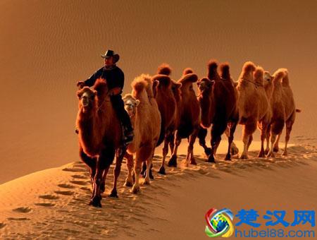  骆驼居然有3个胃，骆驼耐旱的原因就在这里