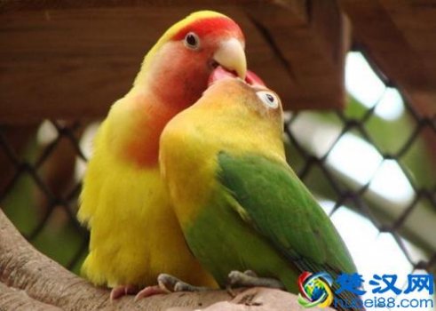  牡丹鹦鹉喜欢吃什么食物？生活习性以及饲养技巧