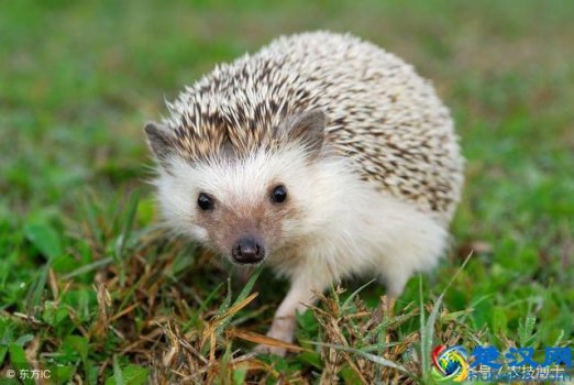 刺猬喜欢吃什么食物，刺猬的养殖方法