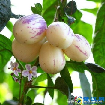  孕妇可以吃人参果吗？看看医生怎么说