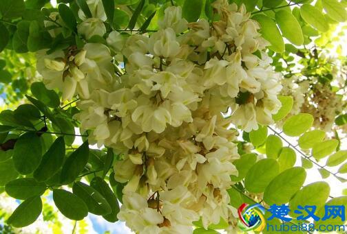  四大名蜜，槐花蜜的3功效与作用