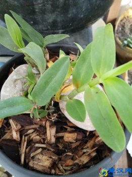  斛怎么读，石斛有什么功效！