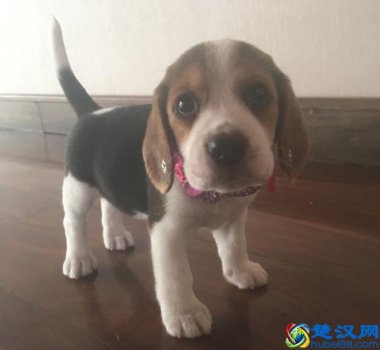  比格犬好养吗？比格犬饲养的方法介绍（超实用技巧）