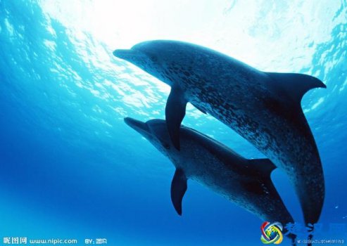  海豚是哺乳动物吗？你太低估海豚的智商了