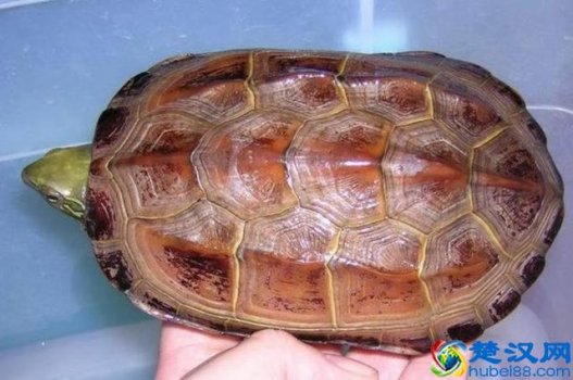 中华草龟怎么养更有灵性?10年养龟人给你一下经验