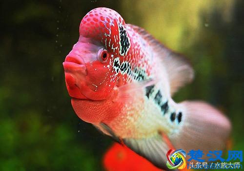  罗汉鱼怎么养颜色好看出爆头王？（4大注意事项掌握好必出）
