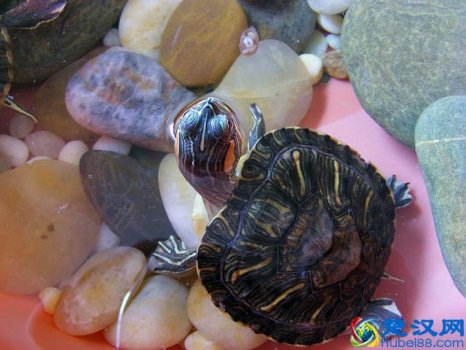 小巴西龟冬天怎么养?水位多少!养龟达人经验总结分享给大家