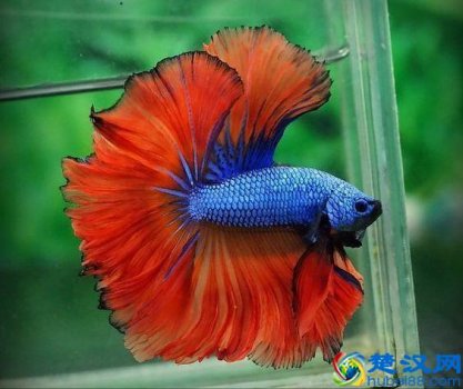  泰国斗鱼怎么养才漂亮？养鱼老师傅手把手来教你