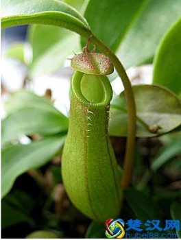  猪笼草怎么养护才好养？6个条件，快速长笼！