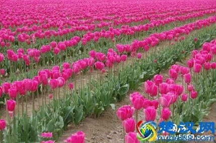  郁金香代表什么寓意？郁金香的花语你知道么