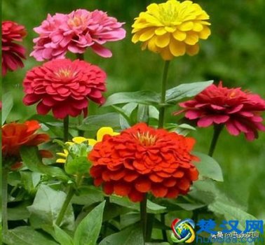 夏天开的花有什么?7种超美的花