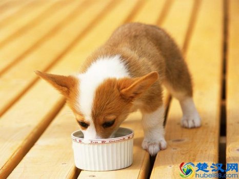  汪星人是什么意思，汪星人是什么狗品种！