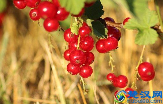  枸杞怎么吃最好？看看老中医怎么说