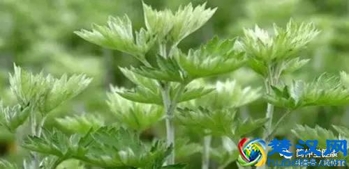  艾叶泡脚的好处你可能不知道？去寒气效果杠杠滴