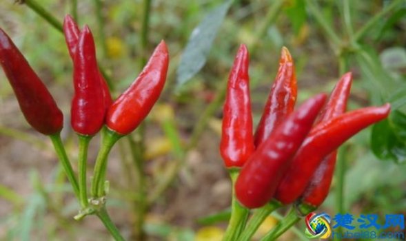  脱发怎么治疗,脱发预防办法推荐！