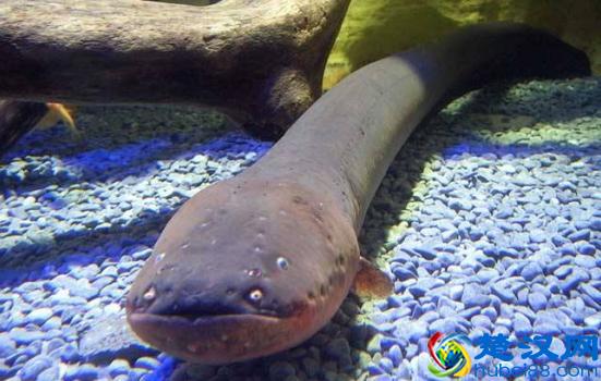  电鳗为什么会放电？电鳗放电的原理