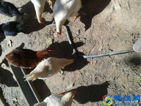  蛇怕什么动物？关于鸡和蛇的传说故事，你可能没听过