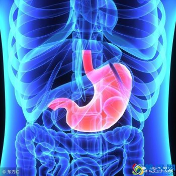 胃在什么位置?人体详图秒懂