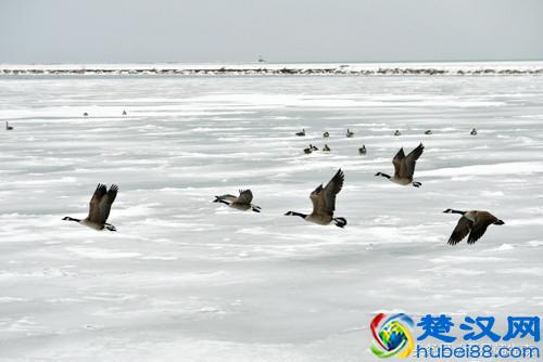  冬天大雁为什么要向南飞？原因居然是这个