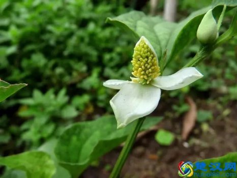  辣椒属于什么类蔬菜？它居然可以降血糖