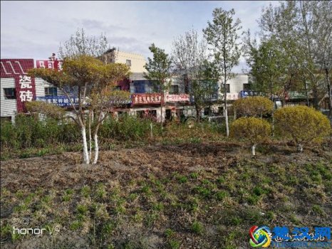 姗姗来迟是什么意思?新疆的春天姗姗来迟