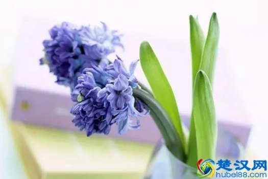  春夏秋冬各开什么花？盘点春夏秋冬开的花大全