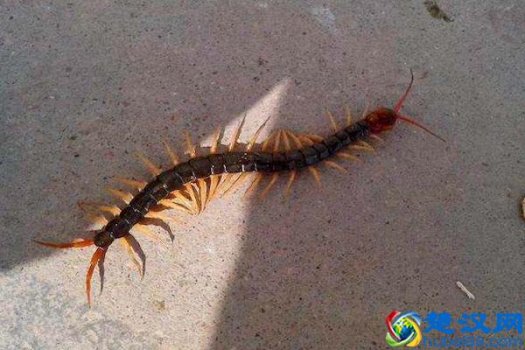  端午节五毒是什么动物？