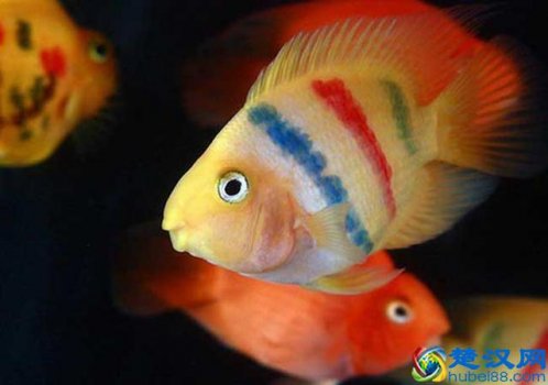  鹦鹉鱼吃什么食物长的快？