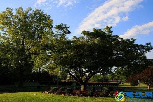  常青树有哪些？常青树种类大全