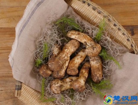  松茸怎么吃最好？营养又好吃的方法（一看就会）