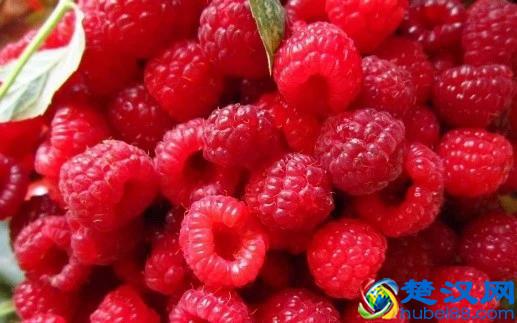  种植什么农产品最赚钱（农村里种植什么产品利润高）