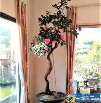  在屋子里养什么盆景值钱（家里适合养哪些盆景好）