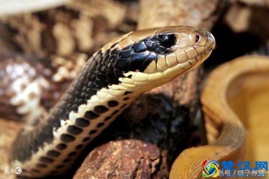  在农村养什么东西赚钱吗（农村养什么利润高）