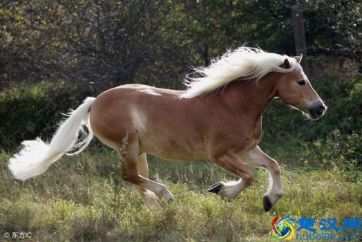  马是怎么睡觉的,为什么（马睡觉是站着还是卧着）