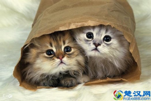  小猫身上有静电怎么办（猫咪身上有静电疼吗）