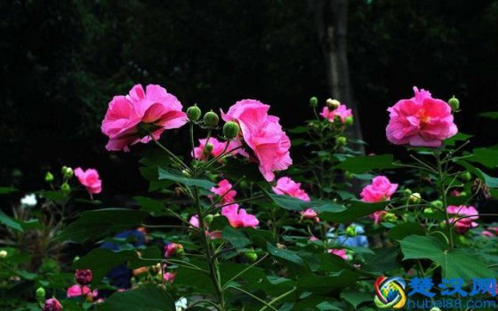  挤兑是什么意思（这几种人一定要挤兑）