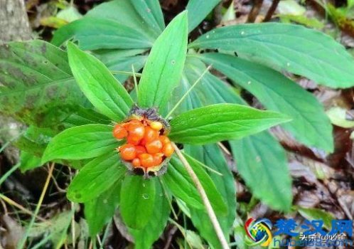  七叶一枝花价格（2019中药材七叶一枝花价格是多少钱一斤）