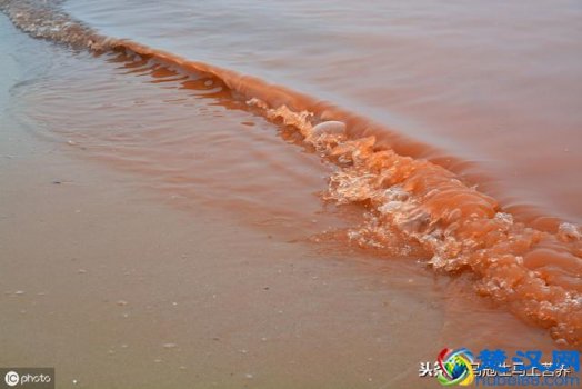  赤潮是什么（赤潮为什么会影响吃海鲜？）