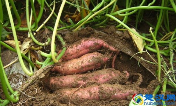  甘薯是什么（甘薯的营养价值与种植技术）