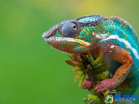  变色龙为什么会变色（变色龙究竟是怎样变色的）