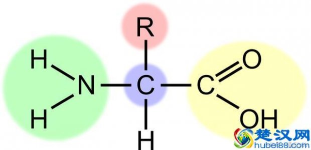  氨基酸是什么（氨基酸最新的功能是什么）