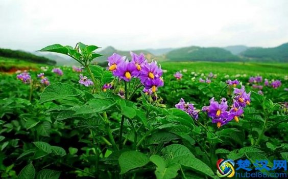  马铃薯是什么植物？马铃薯和土豆一样么