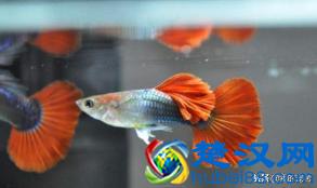  什么鱼好养又好看？三种最耐养的鱼，养不活找我