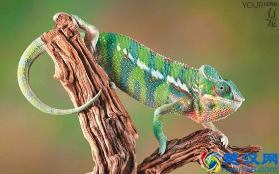  变色龙为什么会变色？原因居然是这个
