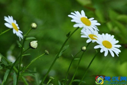  斯坦福大学mba含金量怎样（斯坦福大学商学院申请条件）