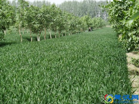  果园内适合种植什么项目（果园里面种什么能赚钱）