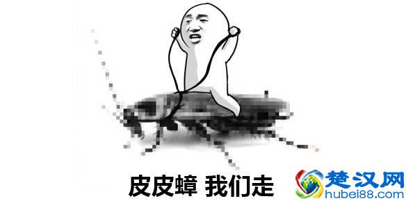  家里蟑螂怎么消灭彻底（房间杀虫剂味道散不掉）