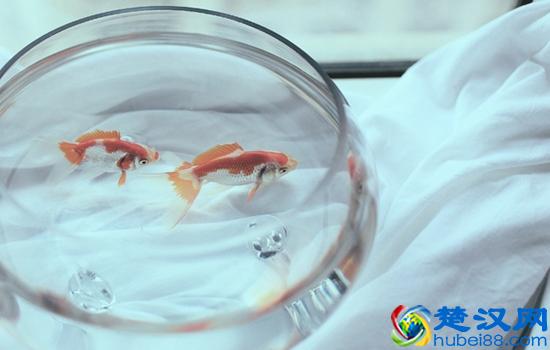 开店养什么鱼好(做生意养几条鱼最招财)