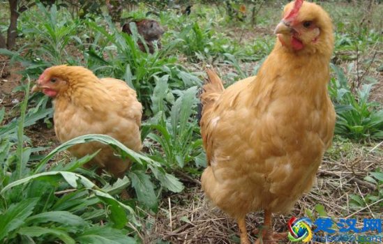  目前养什么动物好（2019年最受欢迎的几种动物）